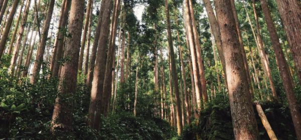 Hiking The Kumano Kodo: Japan’s Ancient Pilgrimage